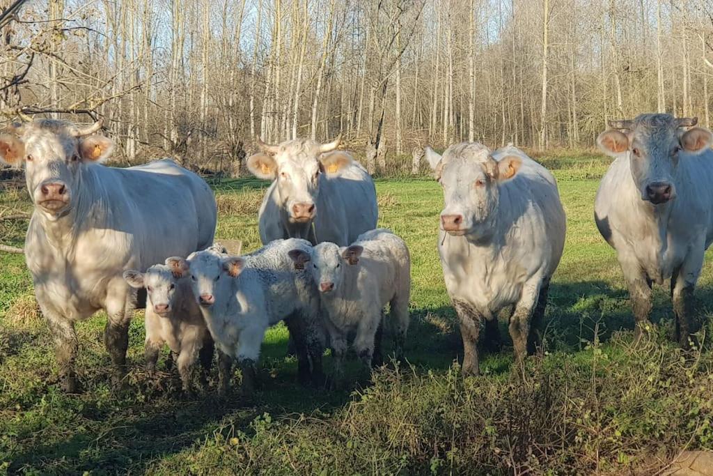 Le Logis Du Heron Coulon Eksteriør billede