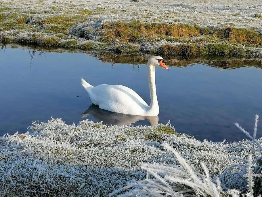 Le Logis Du Heron Coulon Eksteriør billede